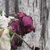 Berlin Wall flower
